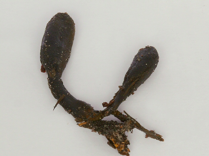 Cordyceps Ophioglossoides